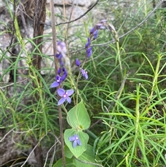 Veronica perfoliata (Digger's Speedwell) at Tharwa, ACT - 24 Nov 2024 by courtneyb