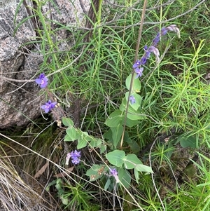 Veronica perfoliata at Tharwa, ACT - 24 Nov 2024