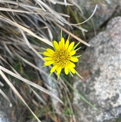 Tragopogon dubius (Goatsbeard) at Tharwa, ACT - 23 Nov 2024 by courtneyb