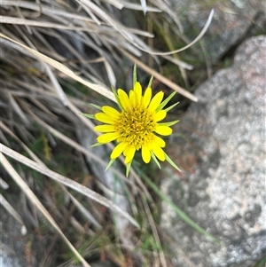 Tragopogon dubius at Tharwa, ACT - 24 Nov 2024