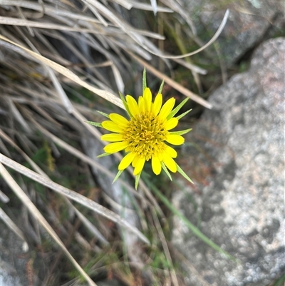 Tragopogon dubius (Goatsbeard) at Tharwa, ACT - 24 Nov 2024 by courtneyb