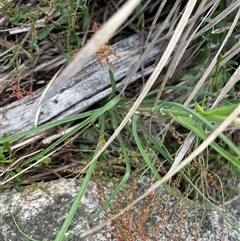 Tragopogon dubius at Tharwa, ACT - 24 Nov 2024