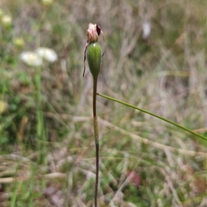 Caladenia montana at Tennent, ACT - 21 Nov 2024