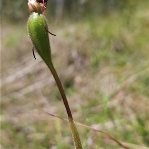 Caladenia montana at Tennent, ACT - 21 Nov 2024