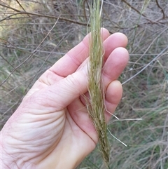 Austrostipa densiflora at Ainslie, ACT - 23 Nov 2024 07:39 AM