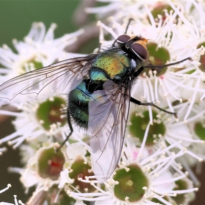 Chlorotachina sp. (genus) (A bristle fly) at Killara, VIC - 23 Nov 2024 by KylieWaldon