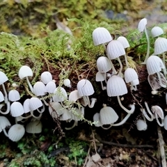 Coprinellus disseminatus (Coprinellus disseminatus) at Kianga, NSW - 24 Nov 2024 by Teresa