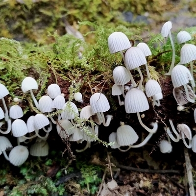 Coprinellus disseminatus (Coprinellus disseminatus) at Kianga, NSW - 24 Nov 2024 by Teresa