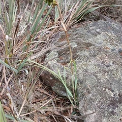 Dianella revoluta var. revoluta (Black-Anther Flax Lily) at Cooma, NSW - 24 Nov 2024 by mahargiani