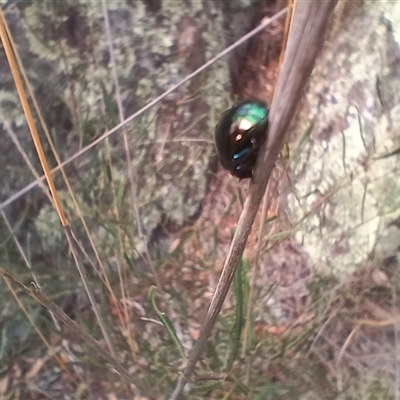 Callidemum hypochalceum (Hop-bush leaf beetle) at Cooma, NSW - 24 Nov 2024 by mahargiani