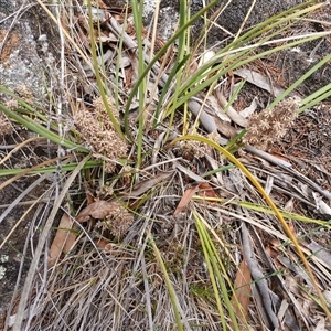 Lomandra multiflora (Many-flowered Matrush) at Cooma, NSW by mahargiani