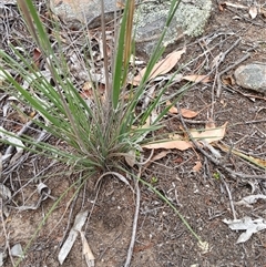 Austrostipa densiflora (Foxtail Speargrass) at Cooma, NSW - 24 Nov 2024 by mahargiani