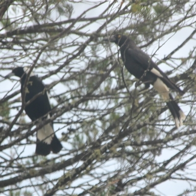 Strepera graculina (Pied Currawong) at Cooma, NSW - 24 Nov 2024 by mahargiani