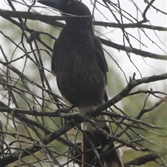 Strepera graculina at Cooma, NSW - 24 Nov 2024