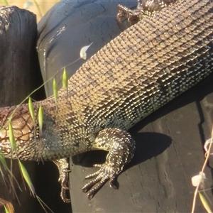 Egernia cunninghami at Murrumbateman, NSW - 18 Nov 2024