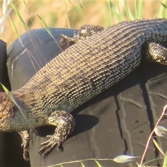 Egernia cunninghami at Murrumbateman, NSW - 18 Nov 2024 07:03 PM