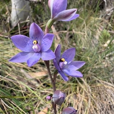 Thelymitra x truncata (Truncate Sun Orchid) at Brindabella, NSW - 24 Nov 2024 by LukeMcElhinney