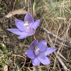 Thelymitra alpina (Mountain Sun Orchid) at Brindabella, NSW - 24 Nov 2024 by LukeMcElhinney