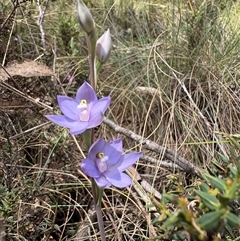 Thelymitra alpina at suppressed - 24 Nov 2024