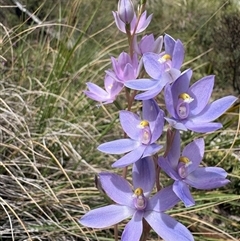 Thelymitra megcalyptra (Swollen Sun Orchid) at Brindabella, NSW - 24 Nov 2024 by LukeMcElhinney