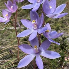 Thelymitra megcalyptra at suppressed - 24 Nov 2024