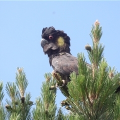 Zanda funerea (Yellow-tailed Black-Cockatoo) at Braidwood, NSW - 24 Nov 2024 by MatthewFrawley