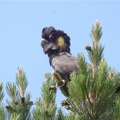 Zanda funerea (Yellow-tailed Black-Cockatoo) at Braidwood, NSW - 23 Nov 2024 by MatthewFrawley