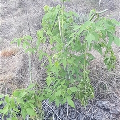 Acer negundo (Box Elder) at Ainslie, ACT - 22 Nov 2024 by Jeanette