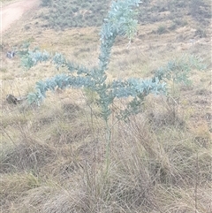 Acacia baileyana (Cootamundra Wattle, Golden Mimosa) at Ainslie, ACT - 22 Nov 2024 by Jeanette