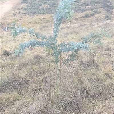 Acacia baileyana (Cootamundra Wattle, Golden Mimosa) at Ainslie, ACT - 22 Nov 2024 by Jeanette