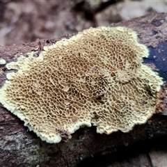 Unidentified Other fungi on wood at Kianga, NSW - 23 Nov 2024 by Teresa