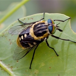 Scaptia (Scaptia) auriflua (A flower-feeding march fly) at Bungonia, NSW by KorinneM