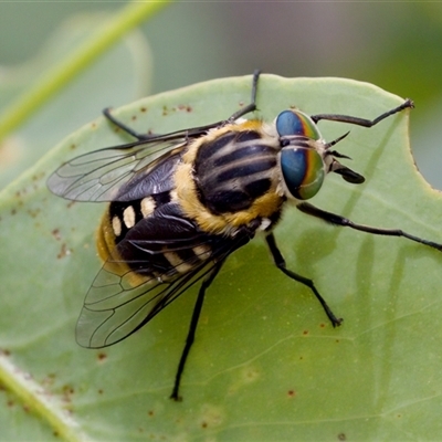 Scaptia (Scaptia) auriflua (A flower-feeding march fly) at Bungonia, NSW - 17 Nov 2024 by KorinneM