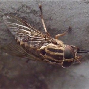 Dasybasis sp. (genus) at Bungonia, NSW - 17 Nov 2024 01:08 PM