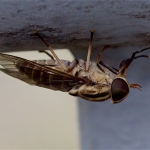 Dasybasis sp. (genus) at Bungonia, NSW - 17 Nov 2024 01:08 PM