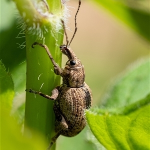 Unidentified Weevil (Curculionoidea) at Penrose, NSW by Aussiegall