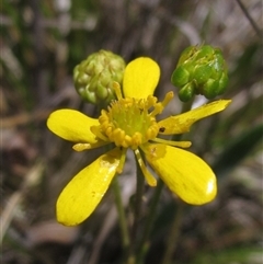 Ranunculus papulentus (Large River Buttercup) at Evatt, ACT - 18 Nov 2024 by pinnaCLE