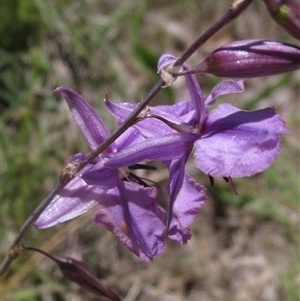 Arthropodium fimbriatum at Evatt, ACT - 24 Nov 2024