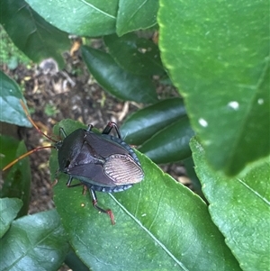 Musgraveia sulciventris (Bronze Orange Bug) at Curtin, ACT by Stred