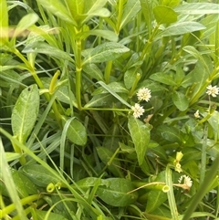 Alternanthera philoxeroides (Alligator Weed) at Fyshwick, ACT - 23 Nov 2024 by natureguy