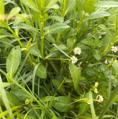 Alternanthera philoxeroides (Alligator Weed) at Fyshwick, ACT - 24 Nov 2024 by natureguy