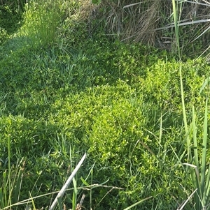 Alternanthera philoxeroides at Fyshwick, ACT - 24 Nov 2024