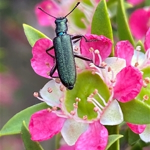 Eleale aspera (Clerid beetle) at Jerrabomberra, NSW by SteveBorkowskis