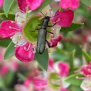 Eleale aspera at Jerrabomberra, NSW - suppressed