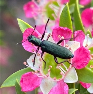 Eleale aspera at Jerrabomberra, NSW - suppressed