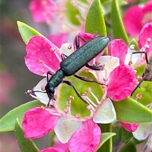 Eleale aspera at Jerrabomberra, NSW - suppressed