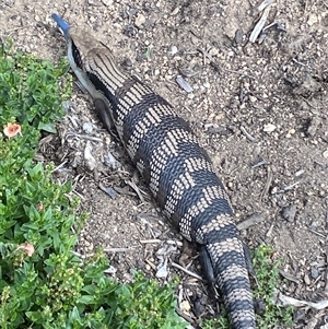 Tiliqua scincoides scincoides at Jerrabomberra, NSW - suppressed