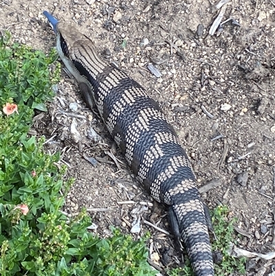 Tiliqua scincoides scincoides (Eastern Blue-tongue) at Jerrabomberra, NSW - 24 Nov 2024 by SteveBorkowskis