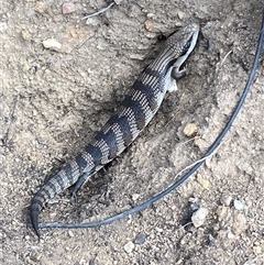 Tiliqua scincoides scincoides at Jerrabomberra, NSW - suppressed