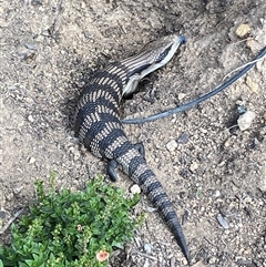 Tiliqua scincoides scincoides at Jerrabomberra, NSW - suppressed